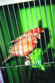 Náš seriál o krmení