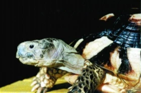 Želva vroubená (Testudo marginata) - poznámky k chovu: část I.