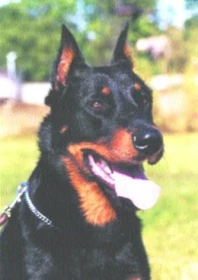 Beauceron
