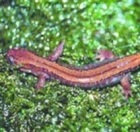 Chov obojživelníků: Pamlokovití