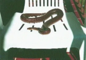 Hroznýšovec duhový