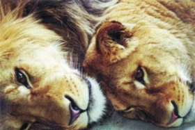 Naučte se o nás starat: Zvěrolékařský průvodce exotickým chovem