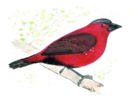 Objeven nový druh amaranta