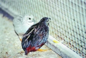 Křepelka čínská a odchov v zajetí