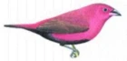Amaranti rodu Lagonosticta