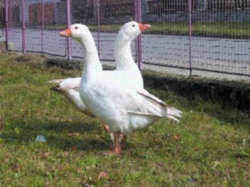 Bohdalovští slavili pětapadesátiny