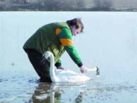 Zamrzlé labutě na Oseku