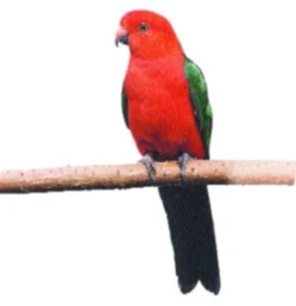 Náš seriál o krmení pro ptáky - Topinambur