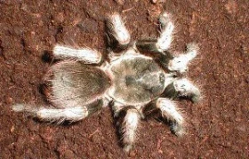 Páření druhu Lasiodores polycuspulatus