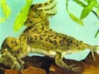 Chov obojživelníků: Xenopus laevis - Drápatka vodní