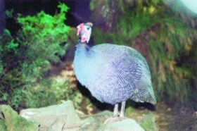 Perličky