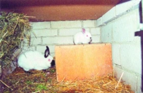 Nebezpečné okopaniny