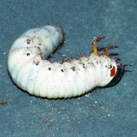 Začínáme s chovem brouků IV.