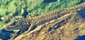 Algyroides nigropunctatus