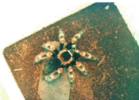 Když se sklípkanům nedaří - plísně