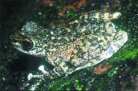 Chov obojživelníků: Skokanovití - 4.díl