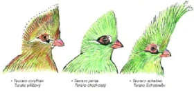 Turakovití - Musophagidae