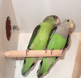 Chov agapornisů šedohlavých (Agapornis canus)