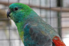 Papoušek zpěvavý, zelený samec
