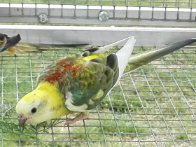 Papoušek zpěvavý (Psephotus haematonotus), 4. část – Hygiena chovu