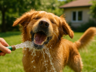 I když váš pes miluje lapání vody z hadice, omezte tuto aktivitu na minimum.