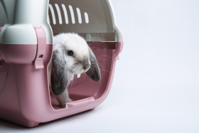 Přivez-Zvíře.cz - přeprava zvířat nebyla nikdy dostupnější!