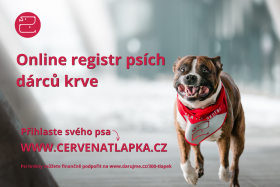 Když pes potřebuje krevní transfuzi – kde hledat psí dárce?