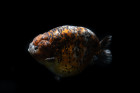Ranchu - závojnatka bez hřbetní ploutve.