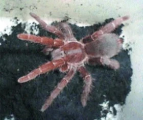 Citharischius crawshayi (Pocock, 1900)