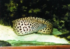 Muréna leopardí