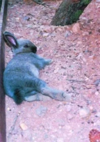 Voliéra i pro děti