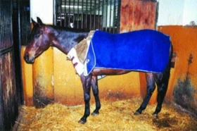 Úloha a potřeba vitamínů ve výživě koní