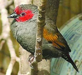 Nakupovat ptáky z odchytu - ano či ne?: 3.díl