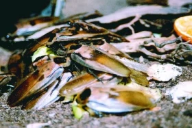 Švábi - nejideálnější krmivo