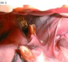 Když už kůň má svůj věk: 3.díl