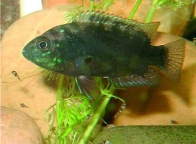 Chov, odchov a chování kančíka perleťového