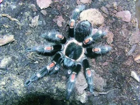 Dospívání sklípkanů