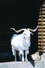 Domestikace zvířat