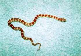 Korálovka Lampropeltis mexicana