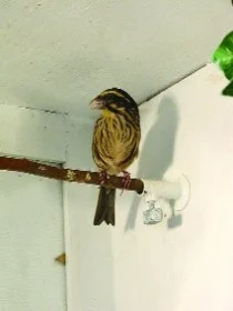 Zvonohlík sírožlutý – Serinus sulfuratus