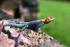 Agama agama – Agamidae