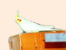 Smíšený pár papoušků adoptivními chůvami