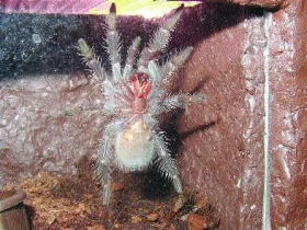 Chov sklípkana Lasiodora striatipes