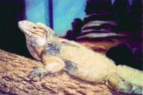 Leguán nosorohý (Cyclura cornuta)