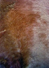 Co skrývají chlupové víry