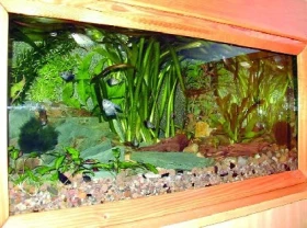 Odchov Pestřenců červených ve společenském akváriu