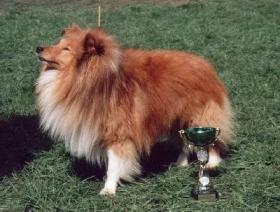 Speciální výstava šeltií – 14. 4. 2001