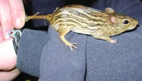 Náchylnost myší zebrovaných (Lemniscomys barbatus) na stress