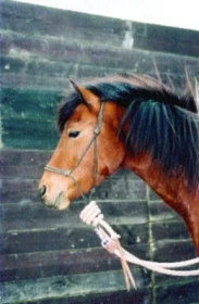 „Jak mít koně“ – 23. Část