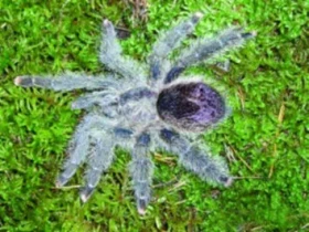 Avicularia sp. a její odchov